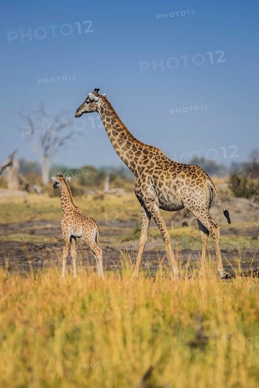 Angolan Giraffes (Giraffa camelopardalis angolensis)