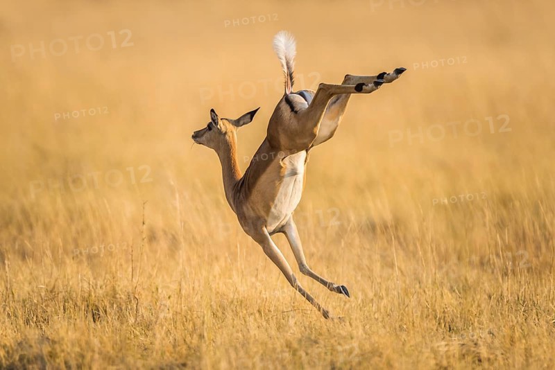 Impala (Aepyceros melampus)