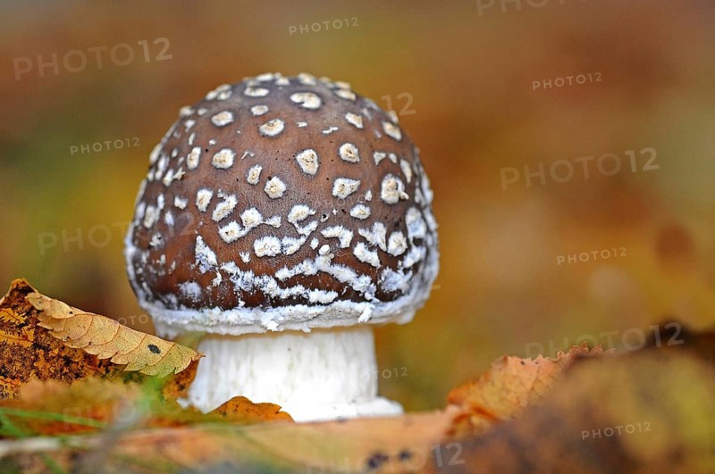 Panther cap or false blusher mushroom (Amanita pantherina)