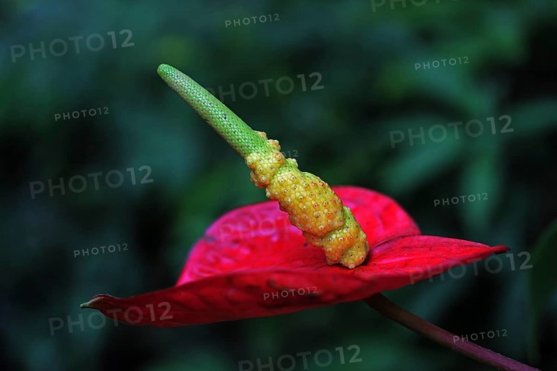 Anthurium (Anthurium)