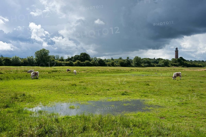Salt marsh nature reserve with the Neuland Lighthouse