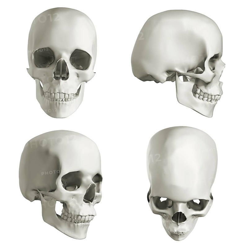 Human skull