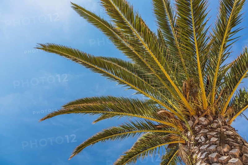 Date palm (Phoenix sp.)