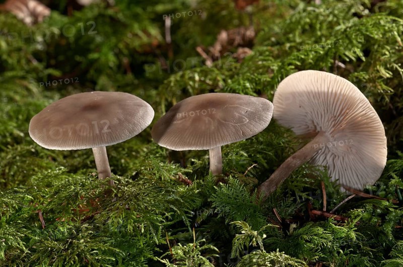 Buttery Collybia (Collybia butyracea var. asema)