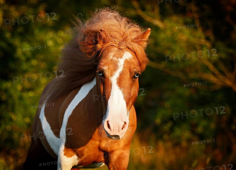 Shetland Pony