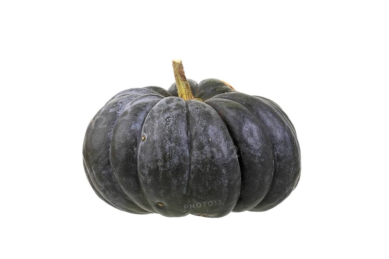 Pumpkin 'musque de Provence' variety