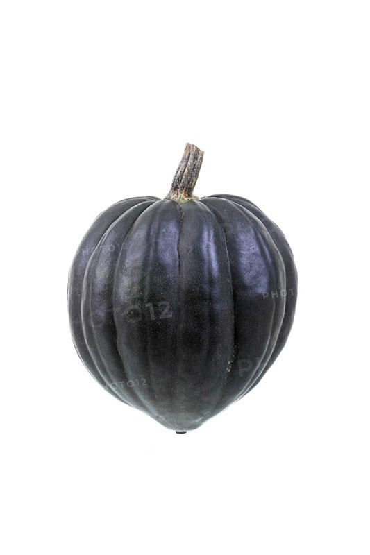 Squash variety
