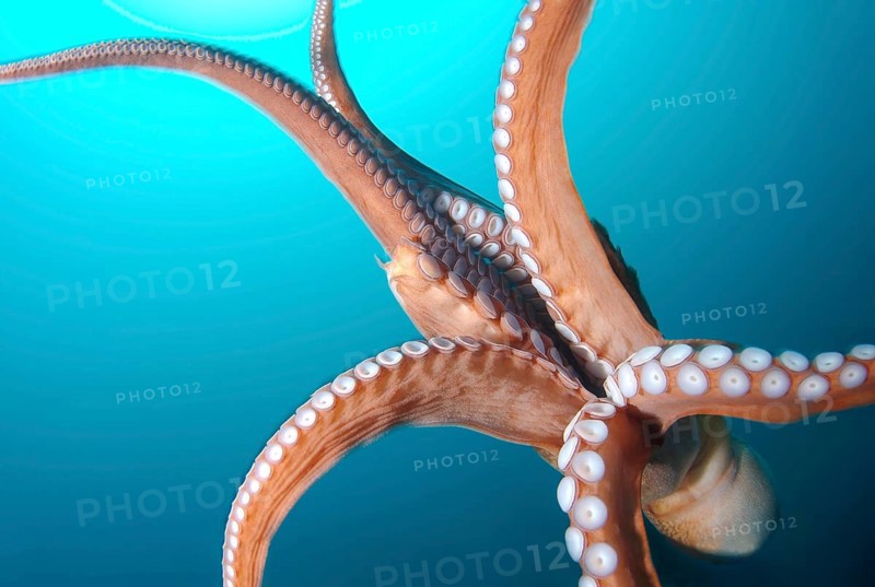 Giant Pacific octopus or North Pacific giant octopus (Enteroctopus dofleini)