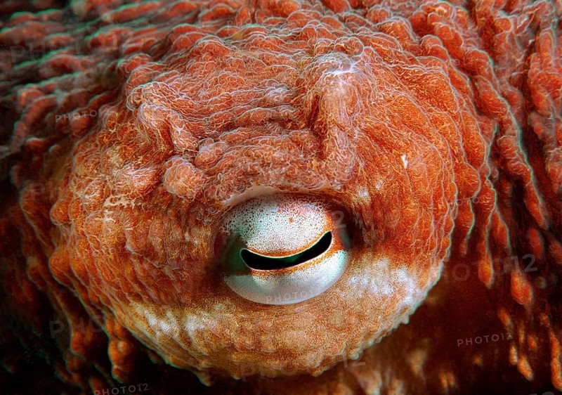 Eye of a Giant Pacific octopus or North Pacific giant octopus (Enteroctopus dofleini)
