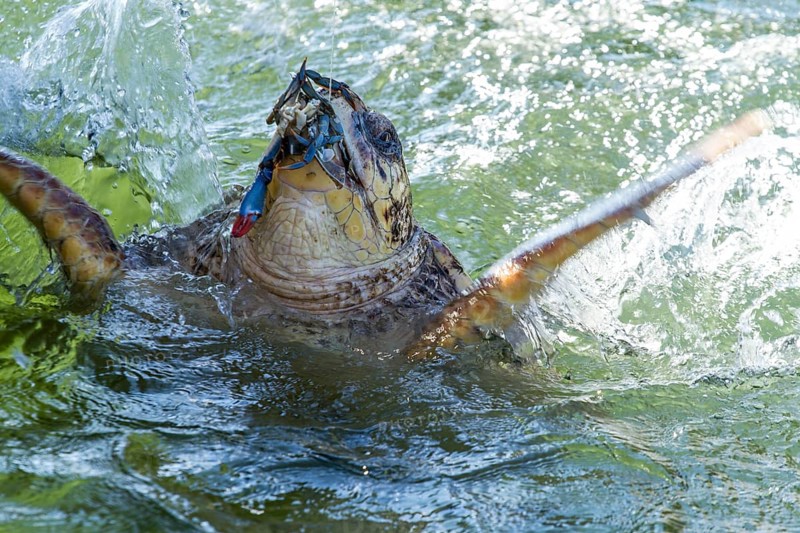 Loggerhead Sea Turtle (Caretta caretta) eating a crab