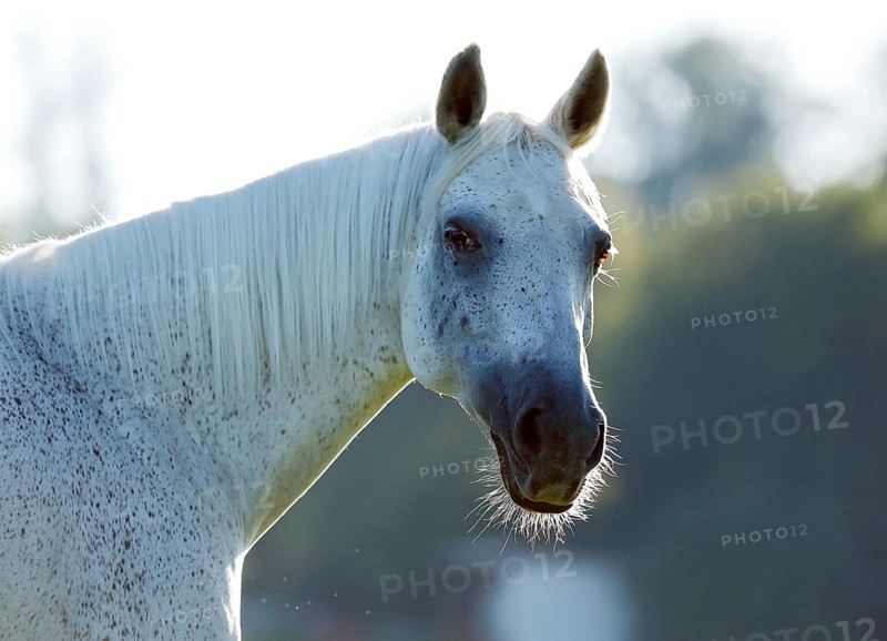 Grey Thuringian Warmblood) mare