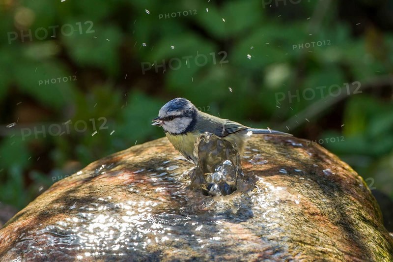 Blue Tit (Cyanistes caeruleus syn Parus caeruleus)