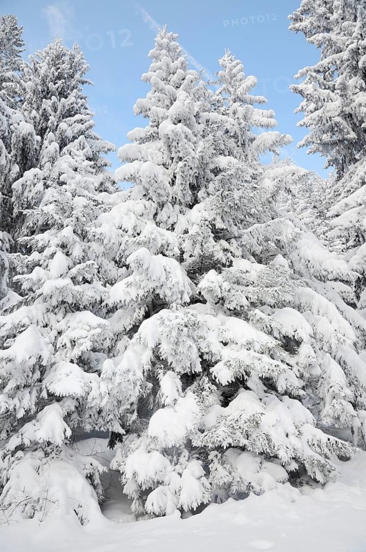 Snow-covered spruce trees (Picea abies)