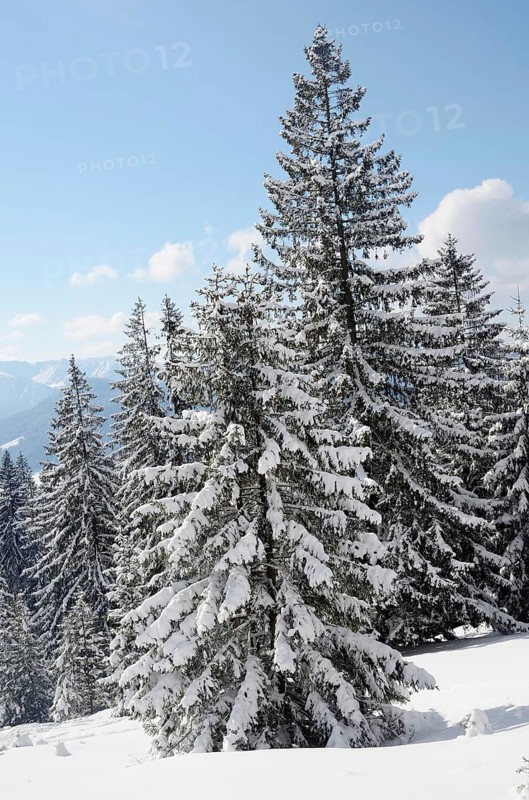 Snow-covered spruce trees (Picea abies)