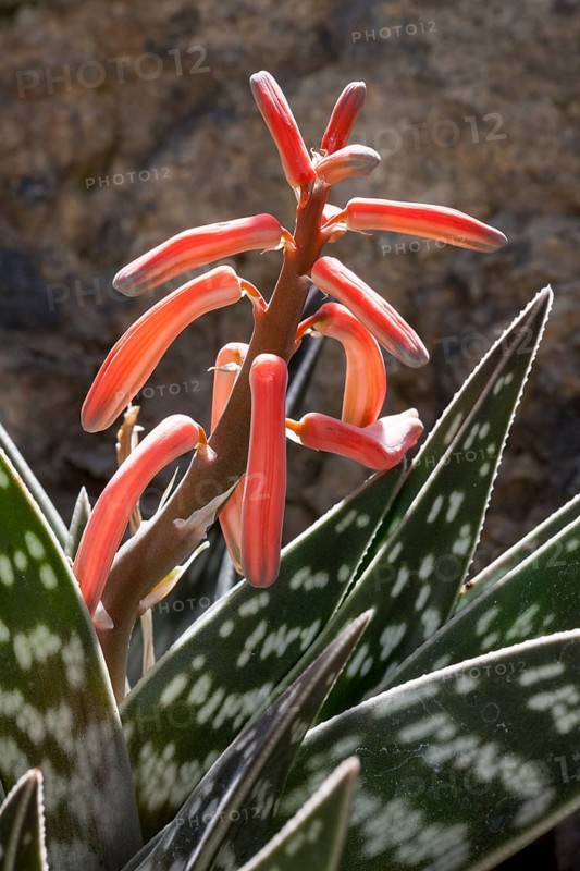 Tiger Aloe (Aloe variegata)