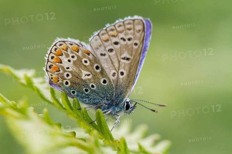 Common Blue butterfly (Polyommatus icarus)