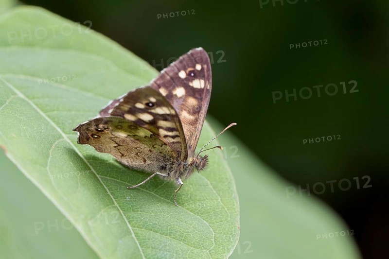 Speckled Wood butterfly (Pararge aegeria)