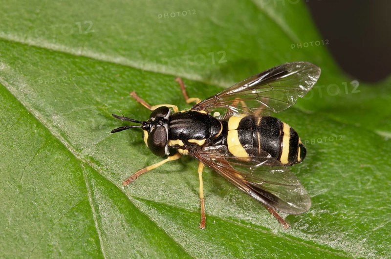 Hoverfly species (Chrysotoxum bicinctum)