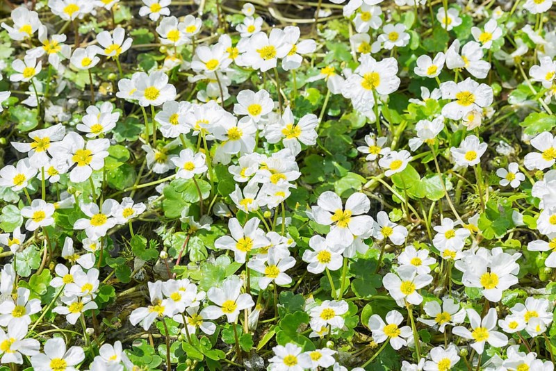 Common Water crowfoot (Ranunculus aquatilis)
