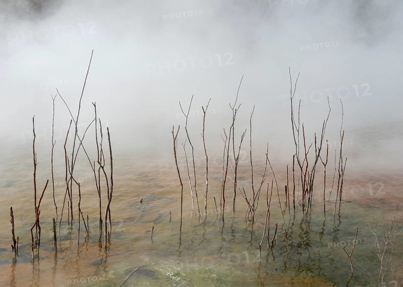Dead branches in thermal lake