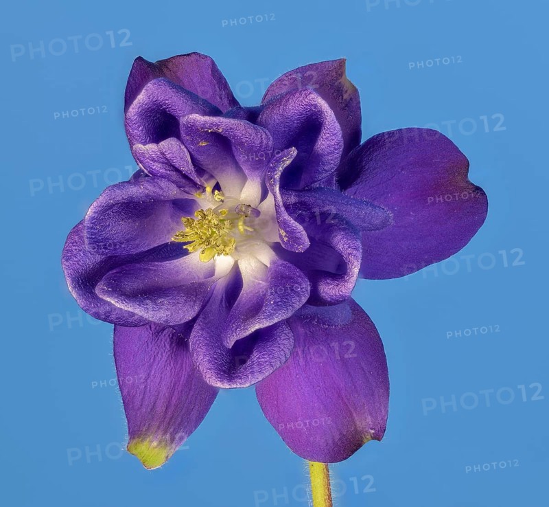 Ordinary columbine (Aquilegia vulgaris) against a blue background