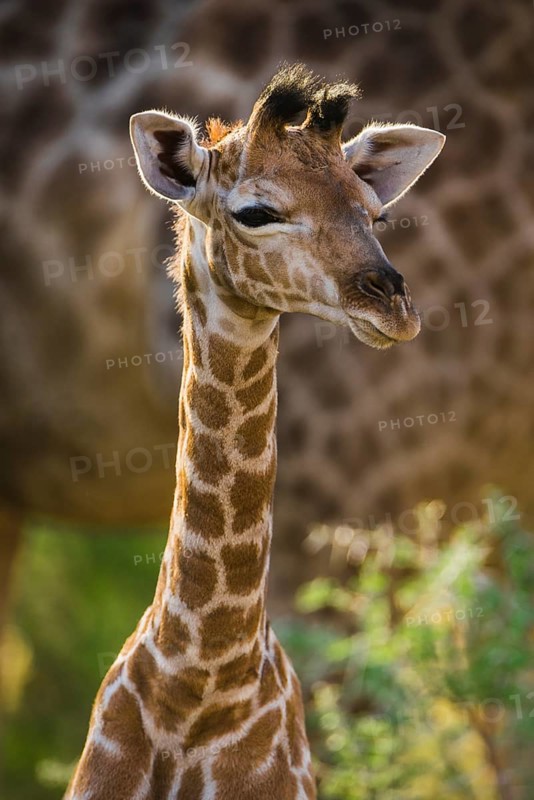 Angolan Giraffe (Giraffa camelopardalis angolensis)