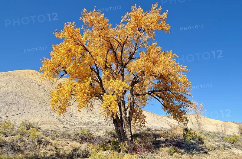 Fremont cottonwood (Populus fremontii)