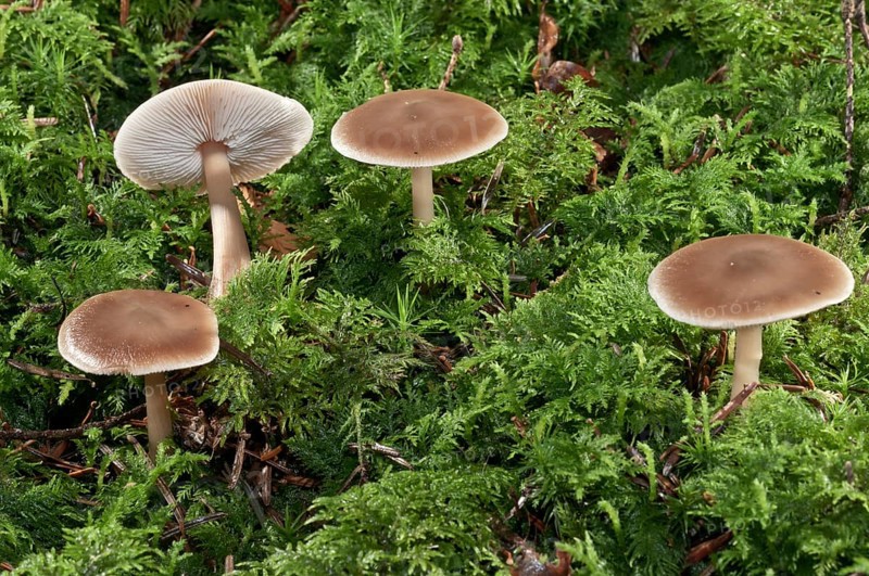 Oak-loving Collybia (Collybia dryophila)