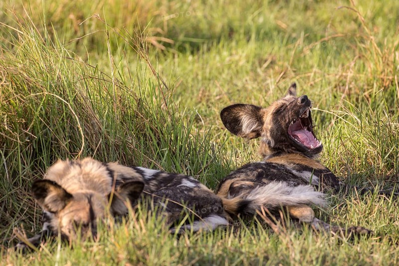 African Wild Dogs (Lyacon pictus)