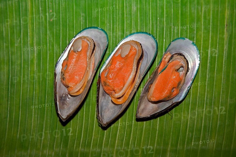 Cooked New Zealand green-lipped mussels (Perna canalicula) from New Zealand lying on a banana leaf