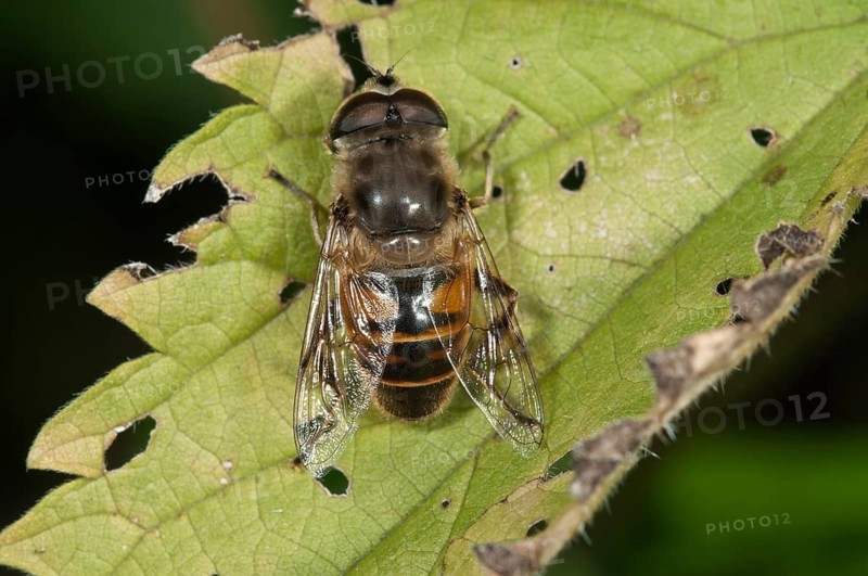 European Hoverfly or Drone Fly (Eristalis tenax)