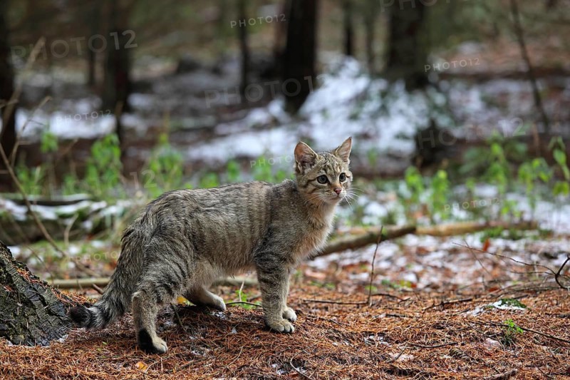 Wildcat (Felis silvestris)