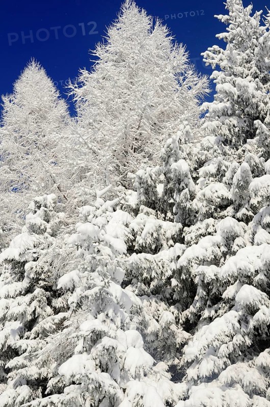 Snow-covered spruce trees (Picea abies) and larch trees (Laryx decidua)