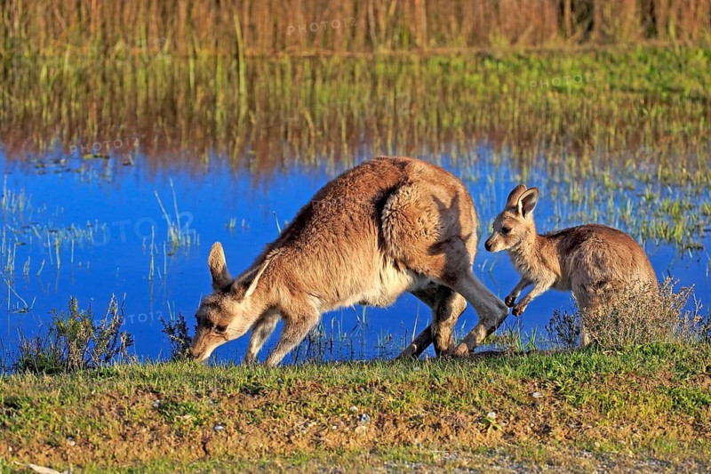 Eastern Grey Kangaroo (Macropus giganteus) female with joey