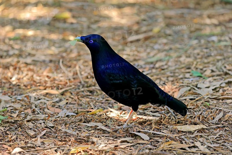 Satin bowerbird (Ptilonorhynchus violaceus)