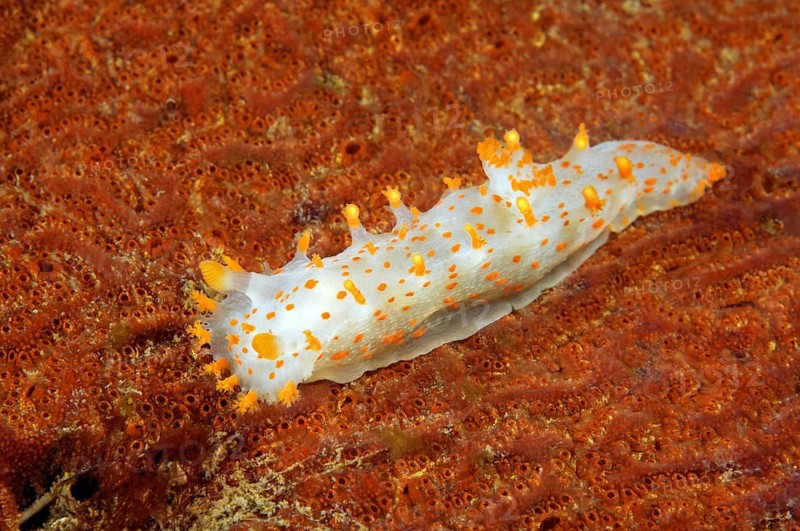 Sea Clown Triopha (Triopha catalinae)