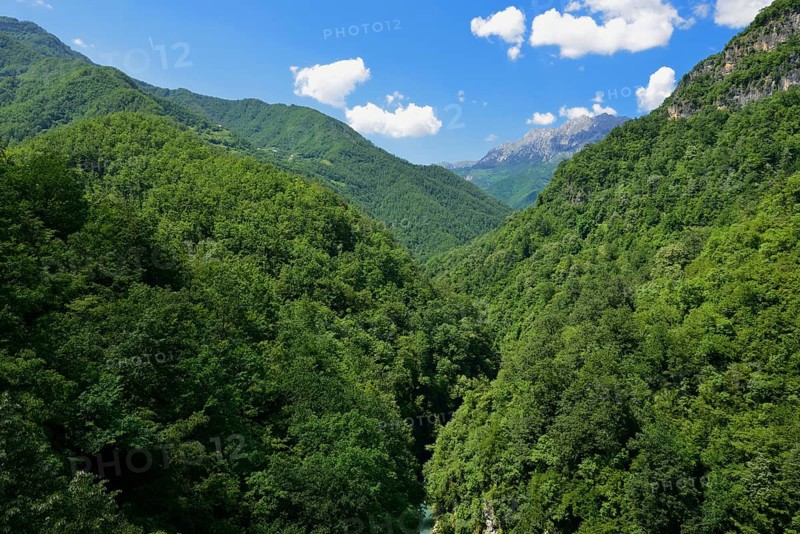 Beech forest in Moraca Canyon between Podgorica and Kolasin