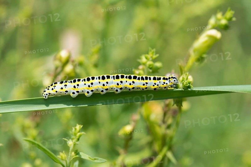 Toadflax moth (Calophasia lunula)
