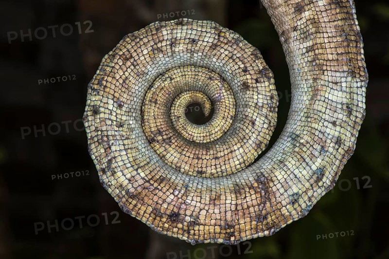Parson's Chameleon (Calumma parsonii)