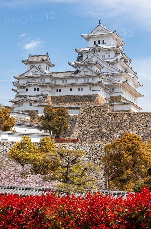 Blossoming cherry trees