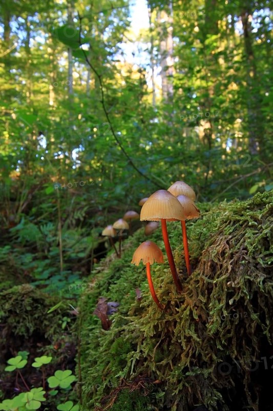 Common bonnet
