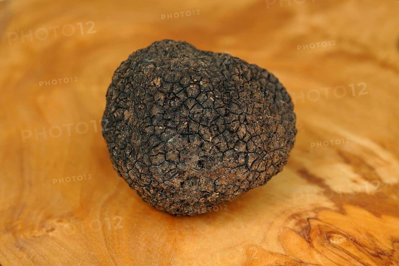 Burgundy Truffle (Tuber uncinatum)