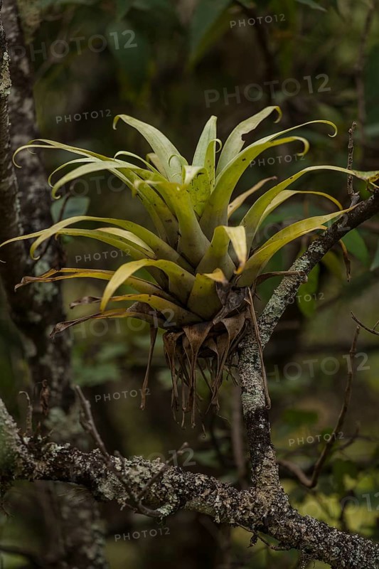 Bromeliad (Bromeliad) in the cloud forest