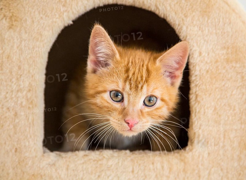 Young ginger tabby domestic cat