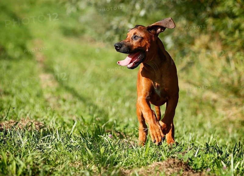Rhodesian Ridgeback