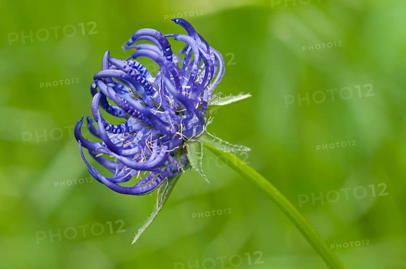 Round-headed Rampion (Phyteuma orbiculare)