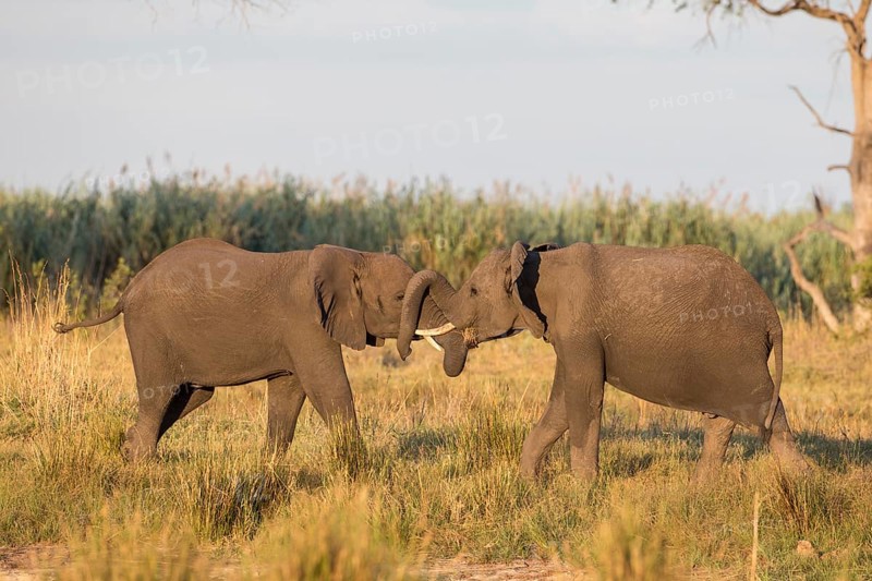 African Bush Elephants (Loxodonta africana)