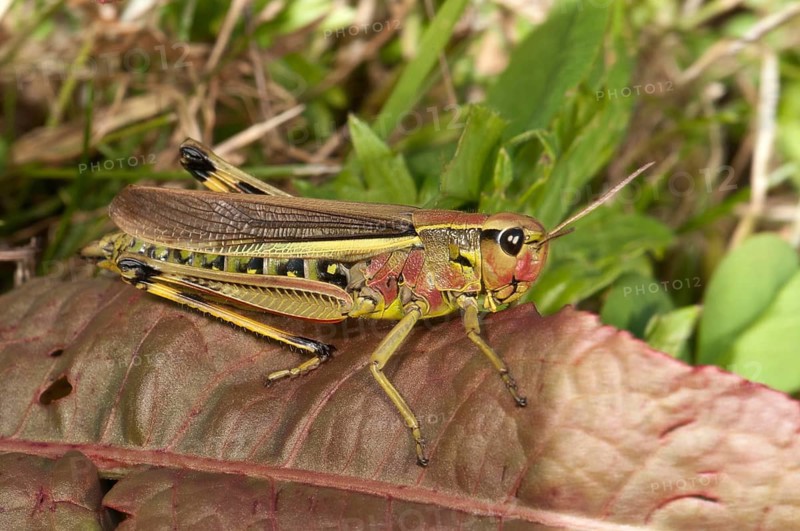 Large Marsh Grasshopper (Stethophyma grossum)