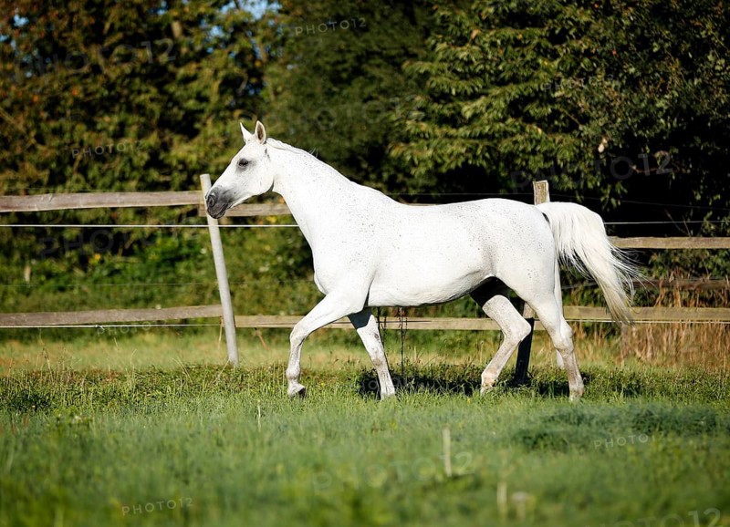 Grey Thuringian Warmblood mare trotting across a paddock