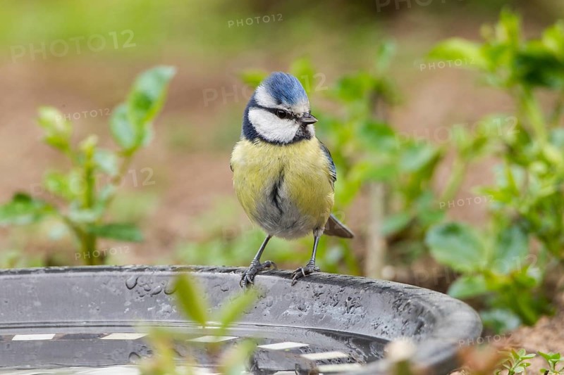 Blue Tit (Cyanistes caeruleus syn Parus caeruleus)